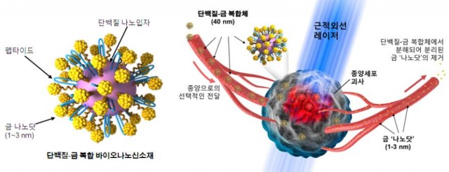 암세포에만 달라 붙는 금 나노입자를 체내에 주사한 뒤 레이저로 나노입자를 태우면 암세포가 사멸된다. - 고려대 제공